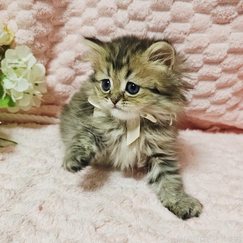 販売中の茨城県のペルシャ(チンチラ)-135291の25枚目