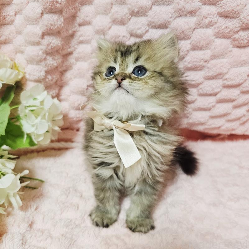 販売中の茨城県のペルシャ(チンチラ)-135291の24枚目