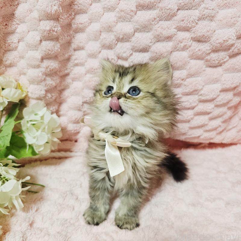 販売中の茨城県のペルシャ(チンチラ)-135291の23枚目