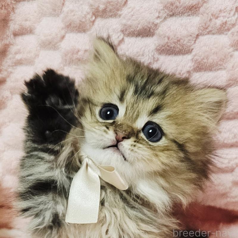 販売中の茨城県のペルシャ(チンチラ)-135291の1枚目