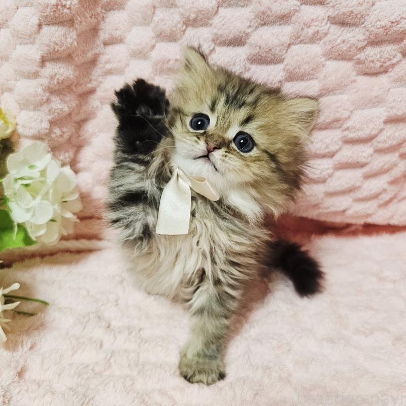 販売中の茨城県のペルシャ(チンチラ)-135291の22枚目