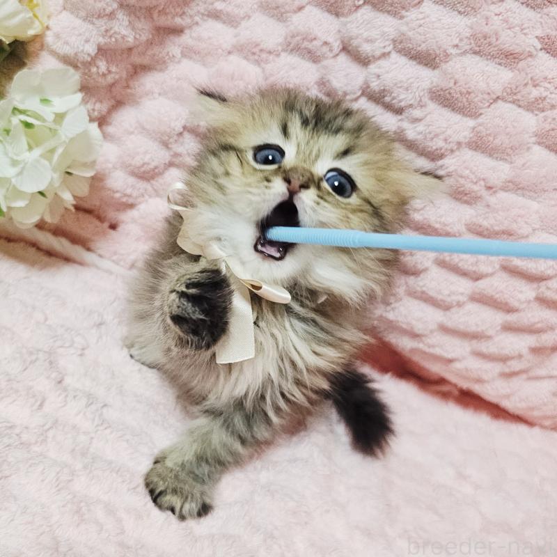 販売中の茨城県のペルシャ(チンチラ)-135291の21枚目