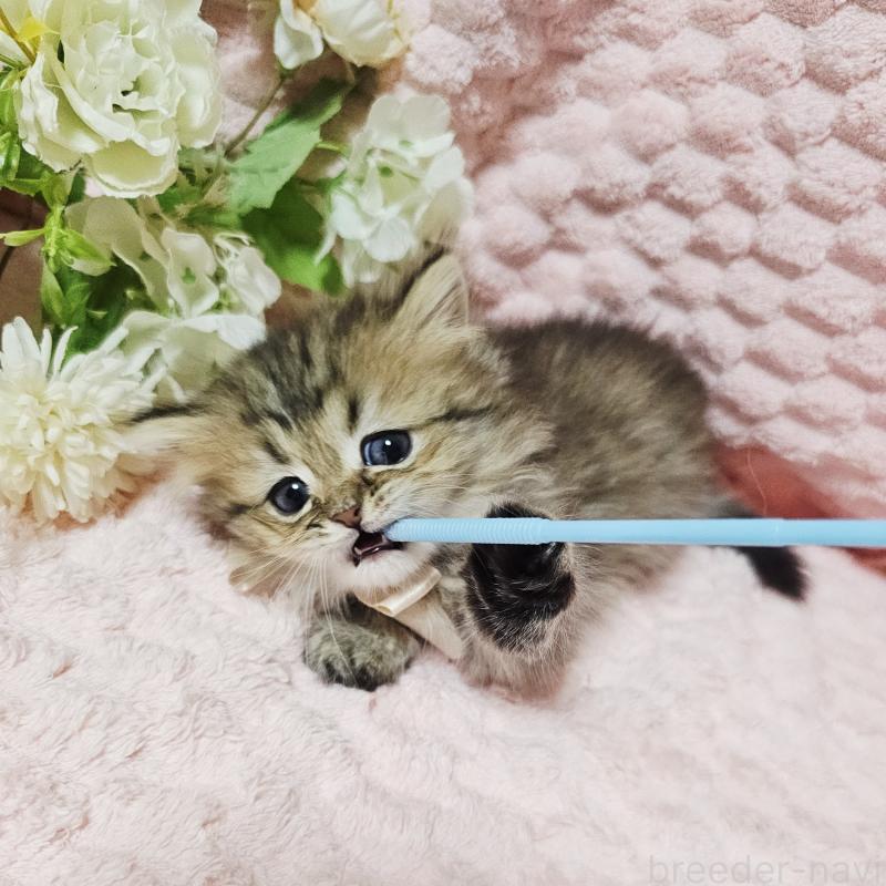 販売中の茨城県のペルシャ(チンチラ)-135291の19枚目