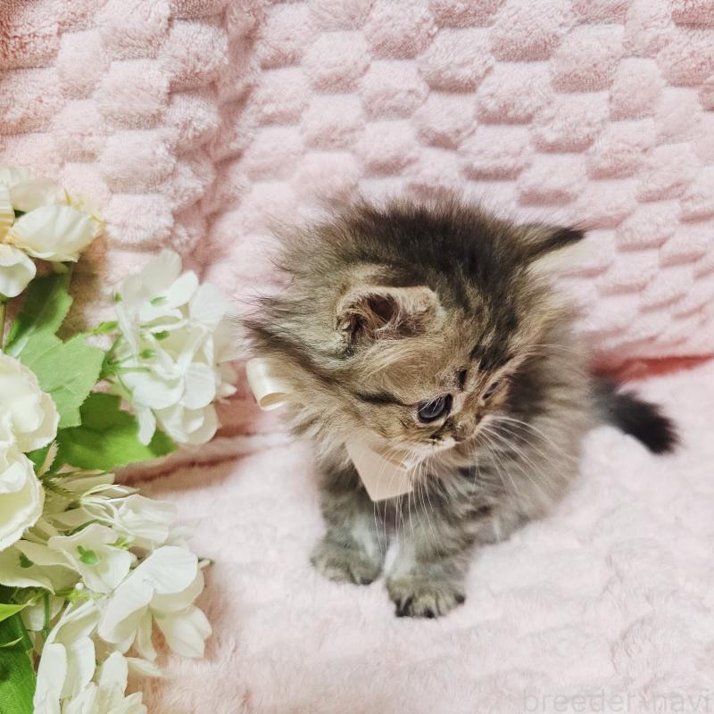 販売中の茨城県のペルシャ(チンチラ)-135291の18枚目