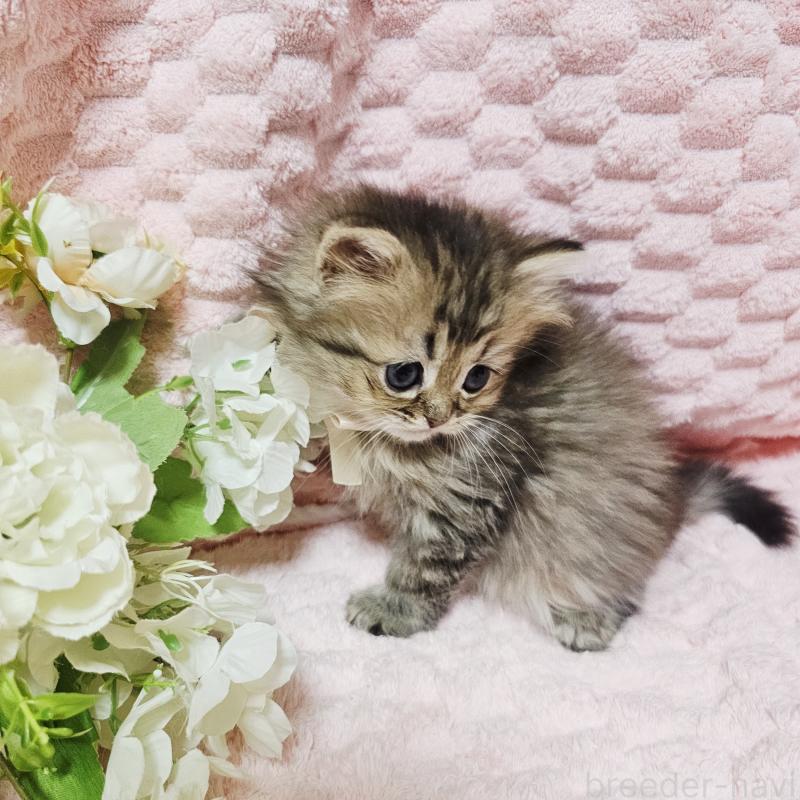 販売中の茨城県のペルシャ(チンチラ)-135291の17枚目