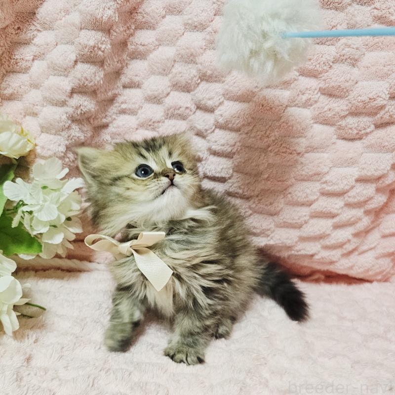 販売中の茨城県のペルシャ(チンチラ)-135291の16枚目