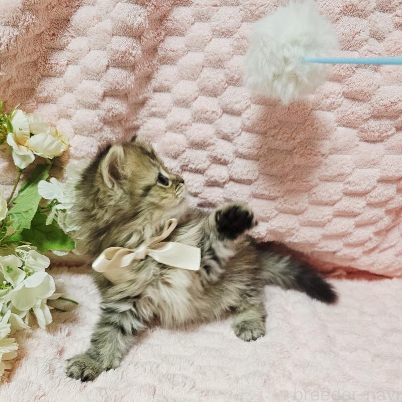 販売中の茨城県のペルシャ(チンチラ)-135291の15枚目