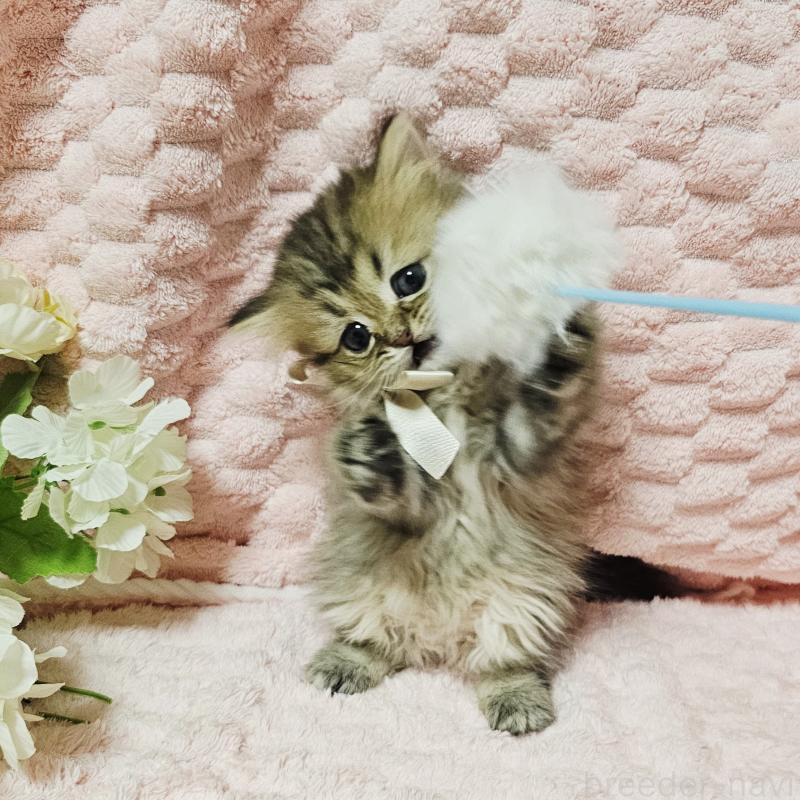 販売中の茨城県のペルシャ(チンチラ)-135291の14枚目