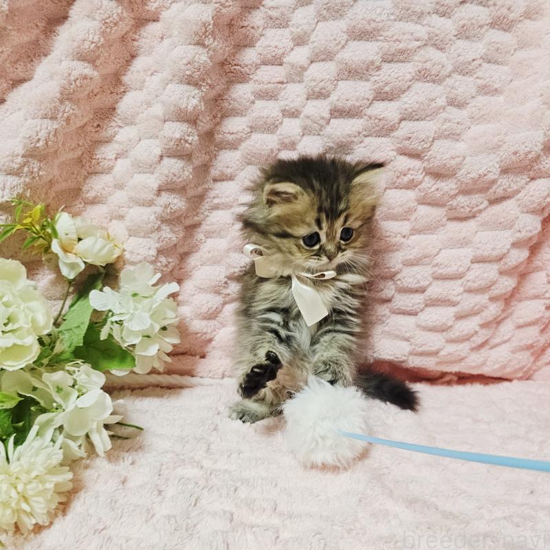 販売中の茨城県のペルシャ(チンチラ)-135291の12枚目