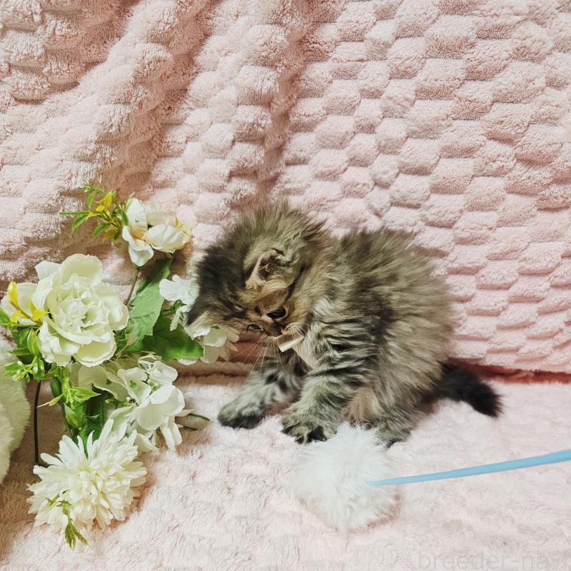 販売中の茨城県のペルシャ(チンチラ)-135291の11枚目