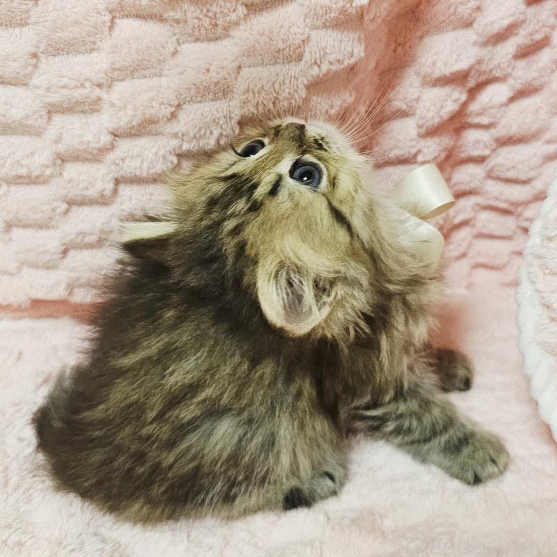 販売中の茨城県のペルシャ(チンチラ)-135291の10枚目