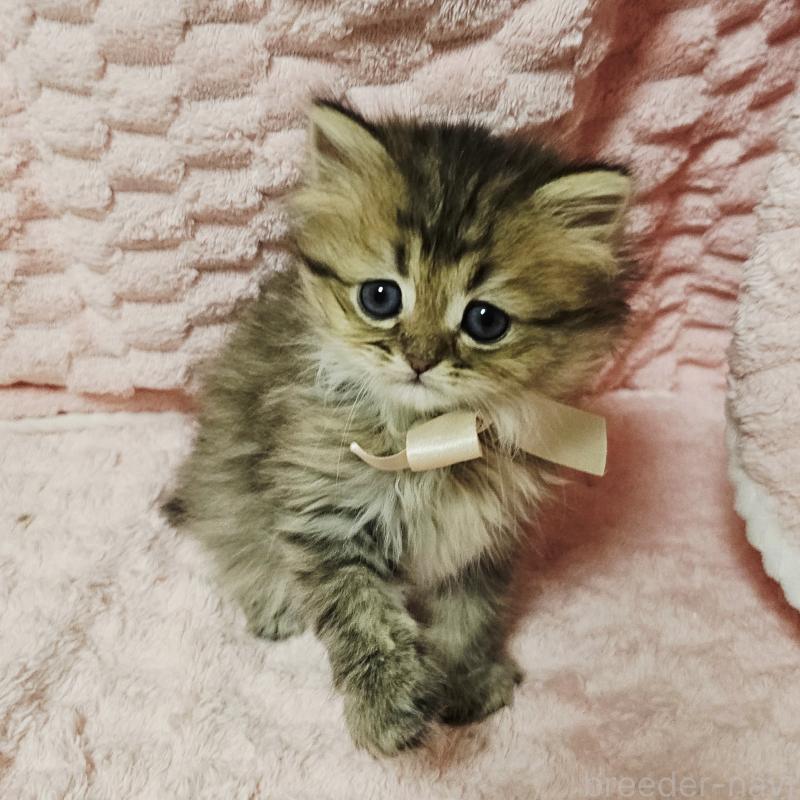 販売中の茨城県のペルシャ(チンチラ)-135291の8枚目