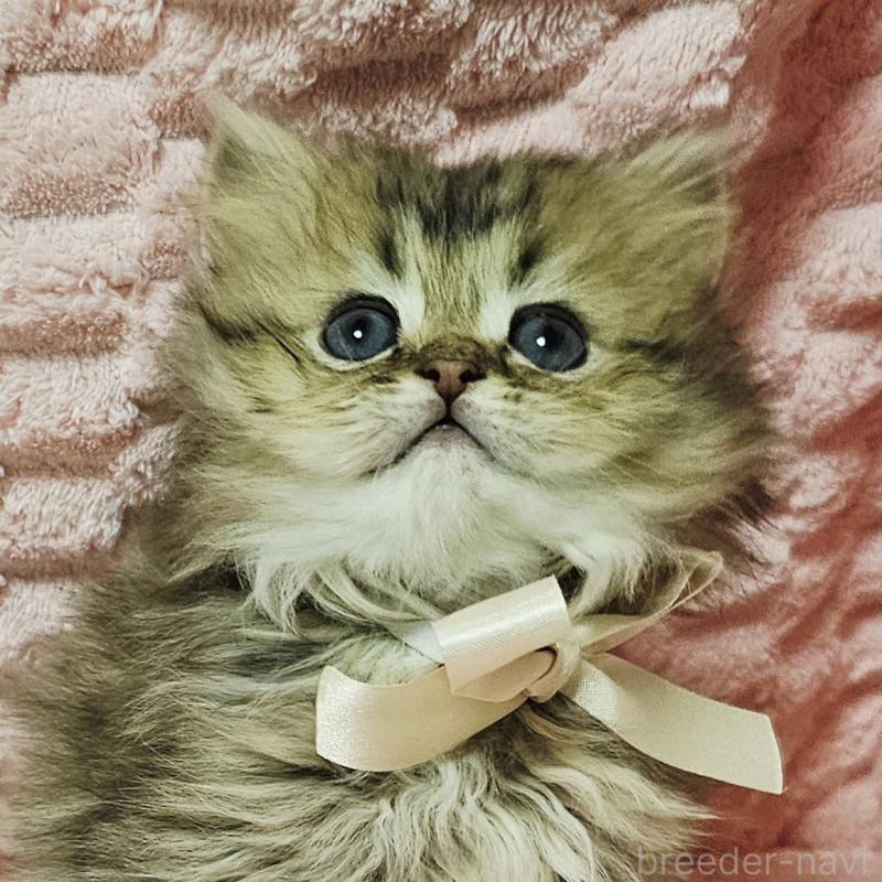 販売中の茨城県のペルシャ(チンチラ)-135291の7枚目