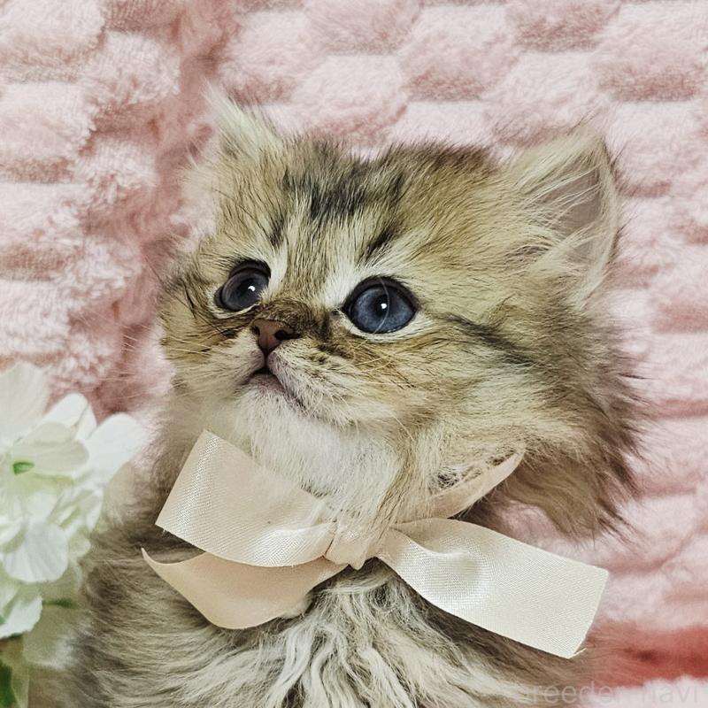 販売中の茨城県のペルシャ(チンチラ)-135291の6枚目