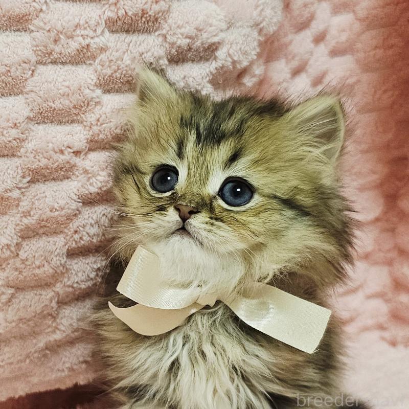 販売中の茨城県のペルシャ(チンチラ)-135291の4枚目