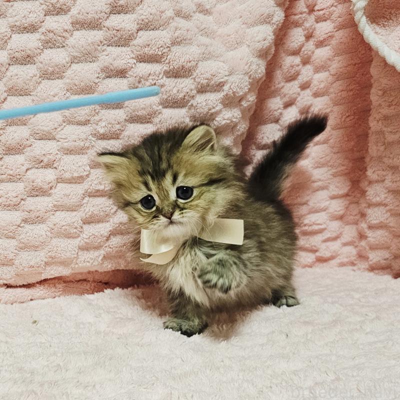 販売中の茨城県のペルシャ(チンチラ)-135291の3枚目