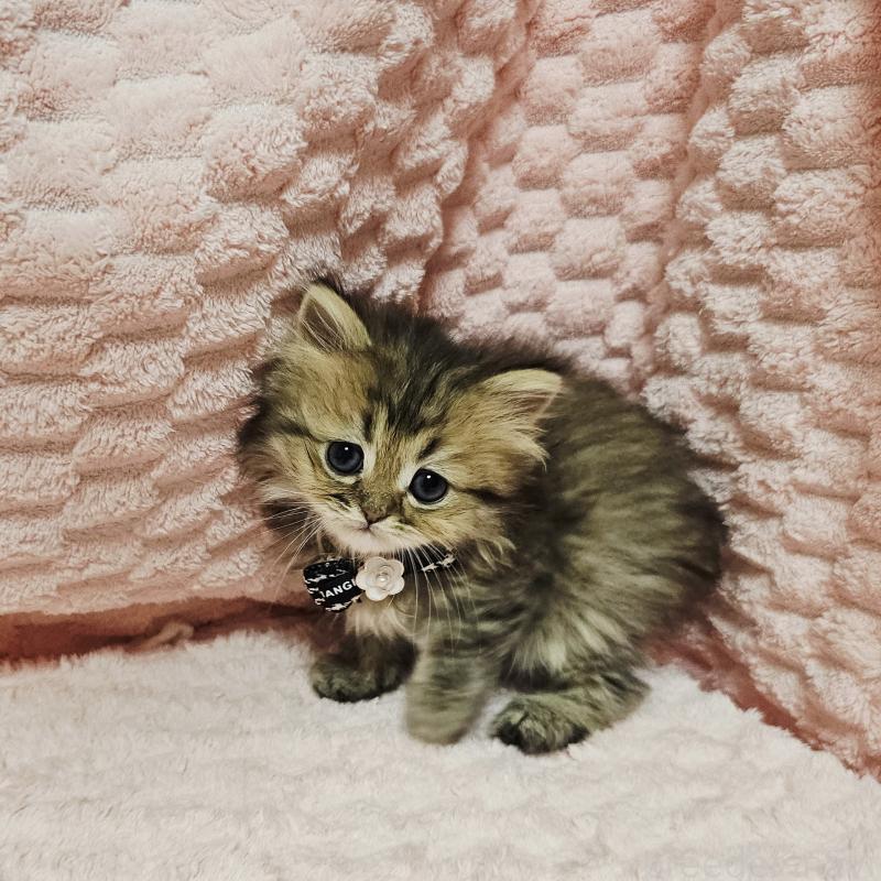 販売中の茨城県のペルシャ(チンチラ)-135291の2枚目