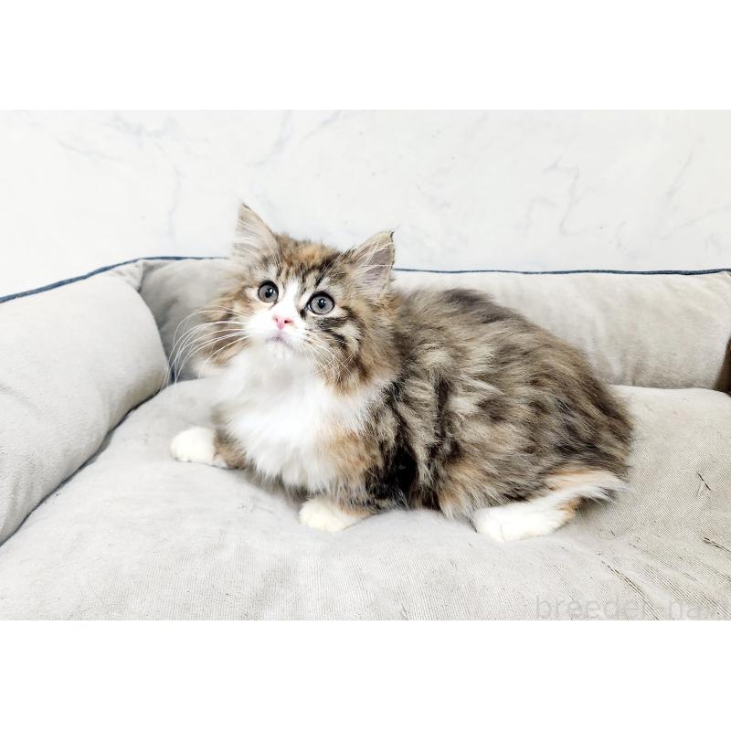 販売中の北海道のノルウェージャンフォレストキャット-134149の3枚目