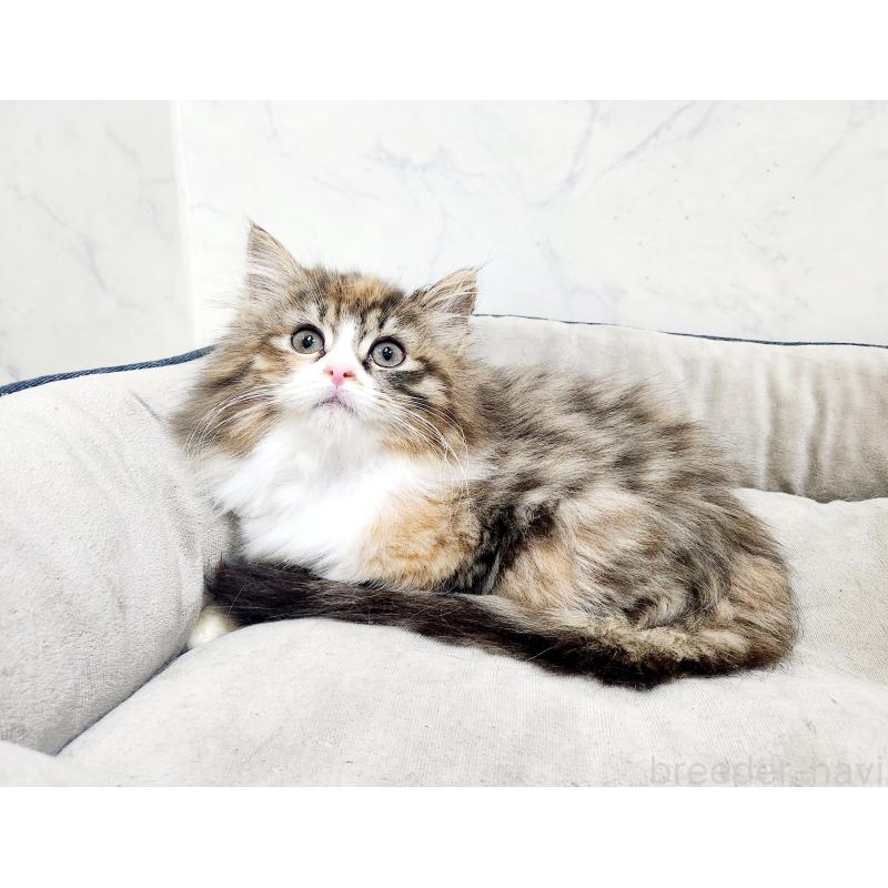 販売中の北海道のノルウェージャンフォレストキャット-134149の2枚目