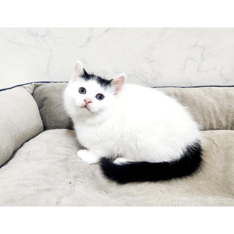 販売中の北海道のミックス-135292の6枚目