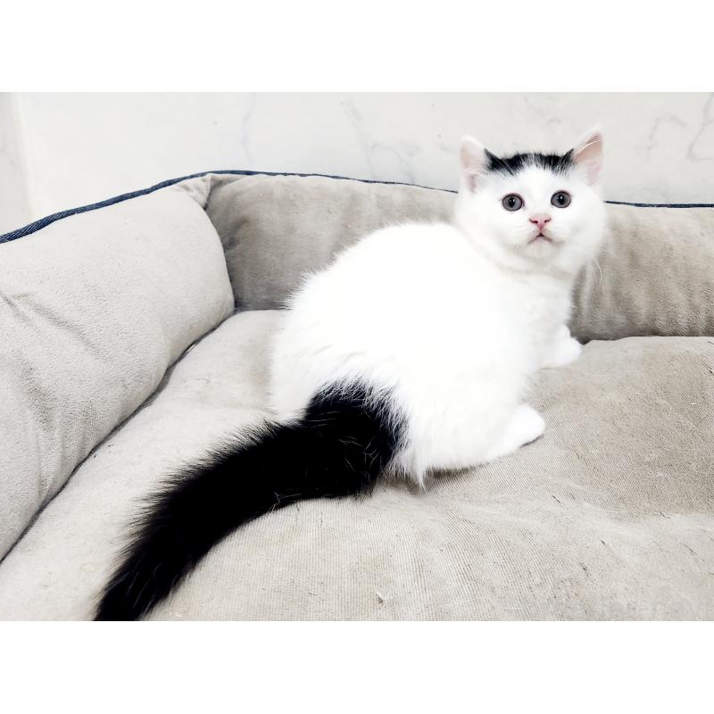 販売中の北海道のミックス-135292の5枚目