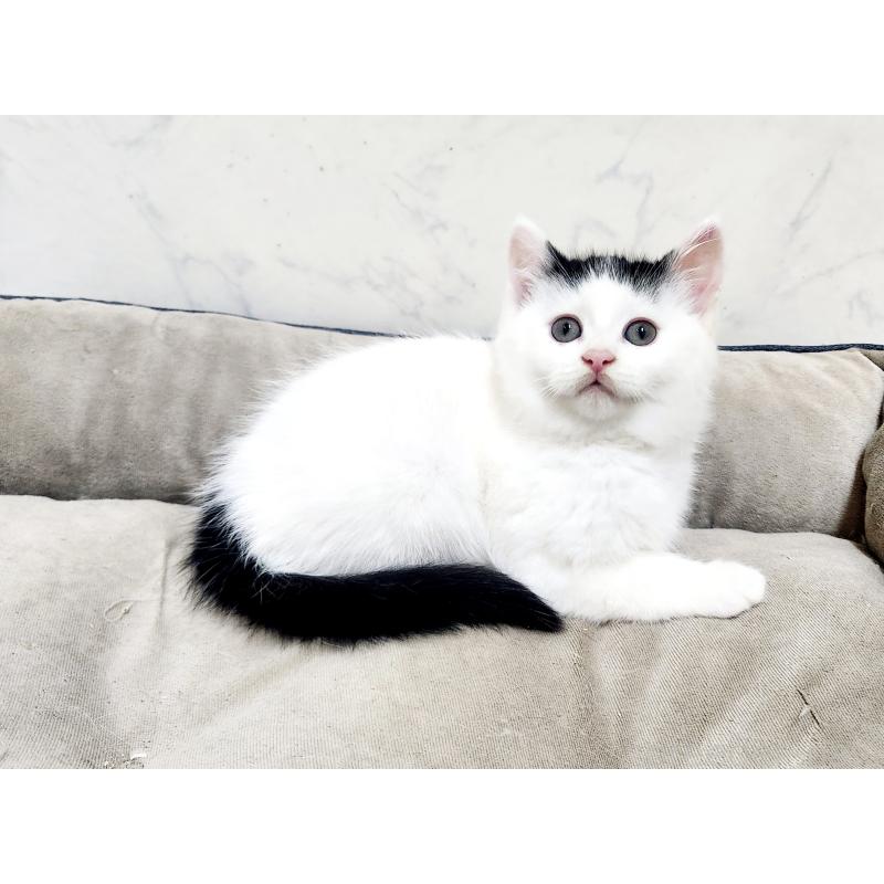 販売中の北海道のミックス-135292の4枚目