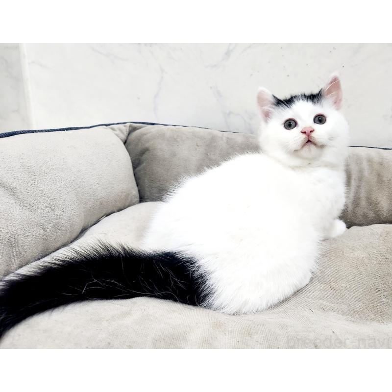 販売中の北海道のミックス-135292の2枚目