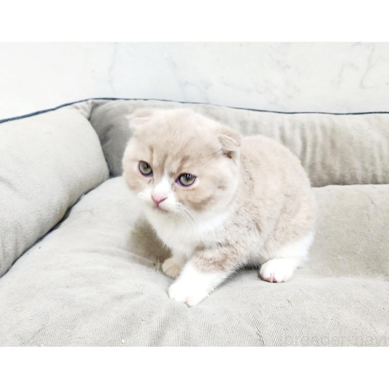 販売中の北海道のスコティッシュフォールド-135293の8枚目