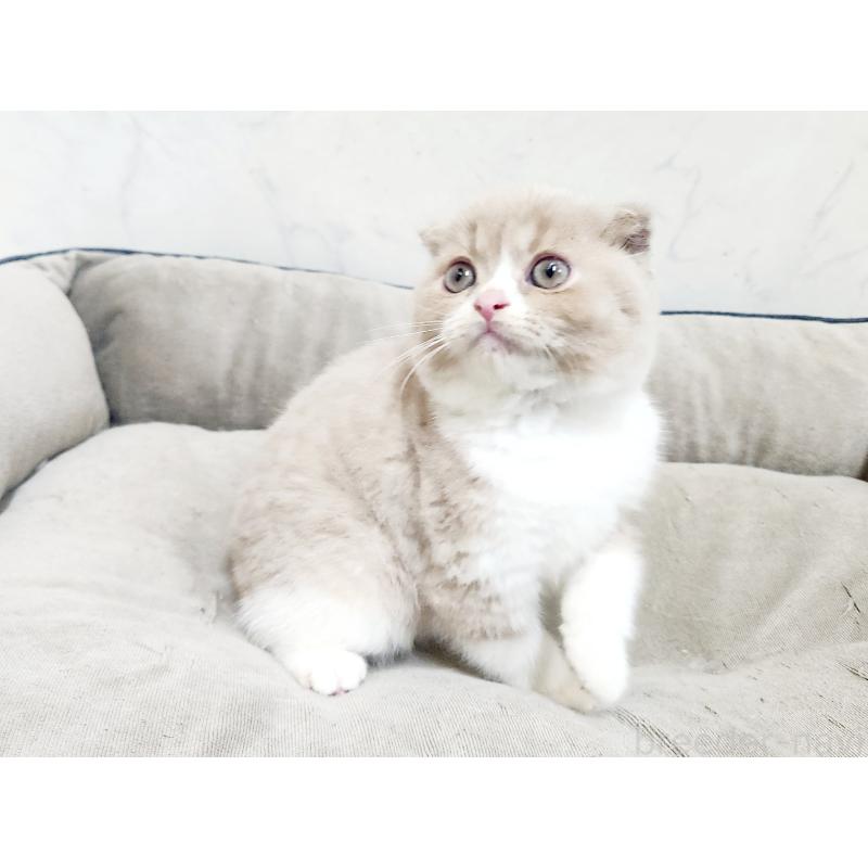 販売中の北海道のスコティッシュフォールド-135293の7枚目