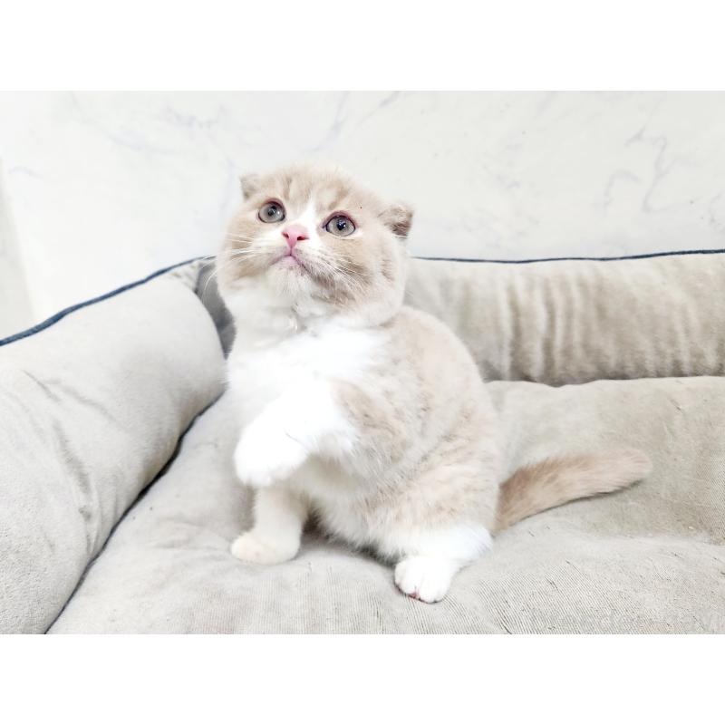 販売中の北海道のスコティッシュフォールド-135293の6枚目