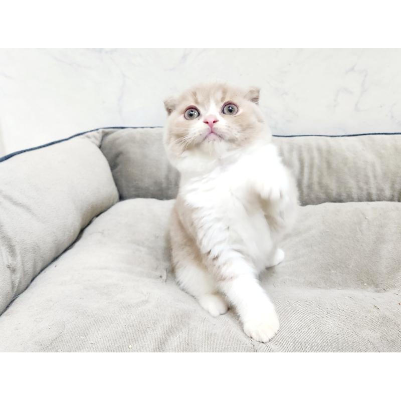 販売中の北海道のスコティッシュフォールド-135293の5枚目