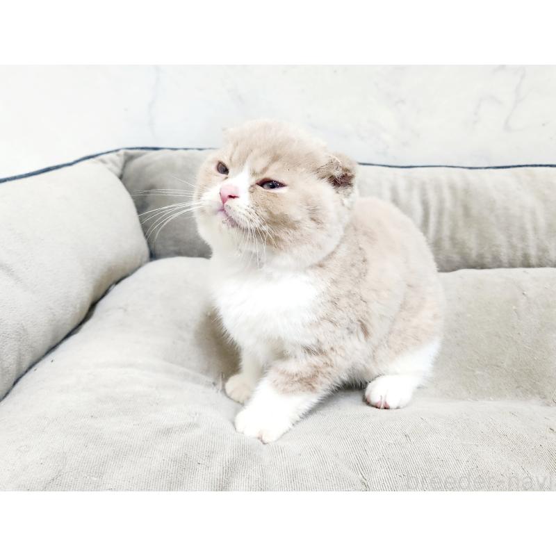 販売中の北海道のスコティッシュフォールド-135293の4枚目