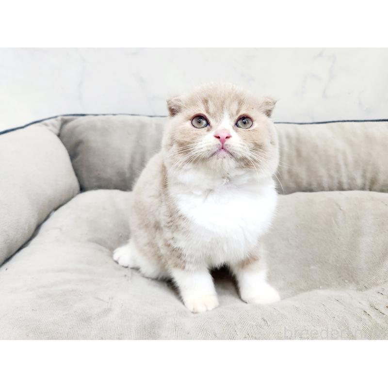 販売中の北海道のスコティッシュフォールド-135293の3枚目