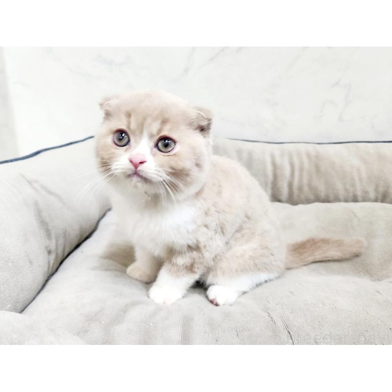 販売中の北海道のスコティッシュフォールド-135293の2枚目