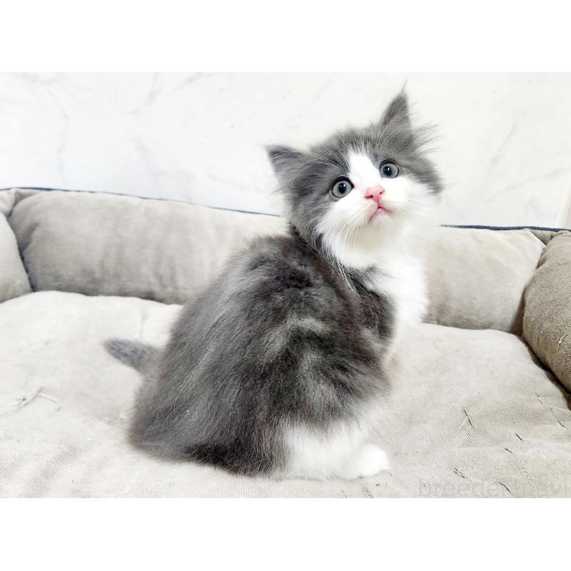 販売中の北海道のノルウェージャンフォレストキャット-135294の7枚目