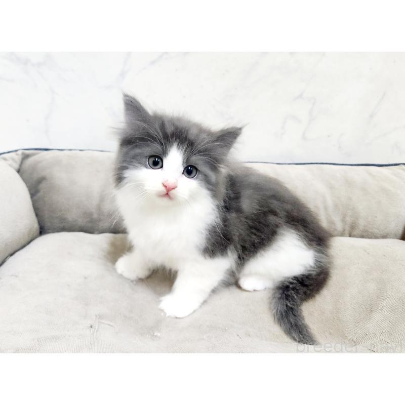 販売中の北海道のノルウェージャンフォレストキャット-135294の6枚目