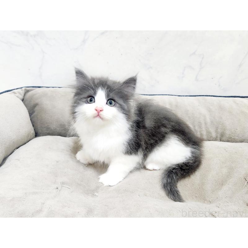 販売中の北海道のノルウェージャンフォレストキャット-135294の5枚目