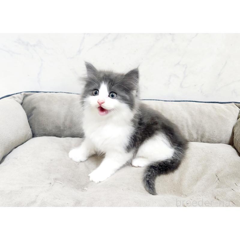 販売中の北海道のノルウェージャンフォレストキャット-135294の4枚目