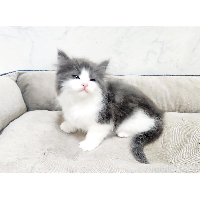 販売中の北海道のノルウェージャンフォレストキャット-135294の3枚目