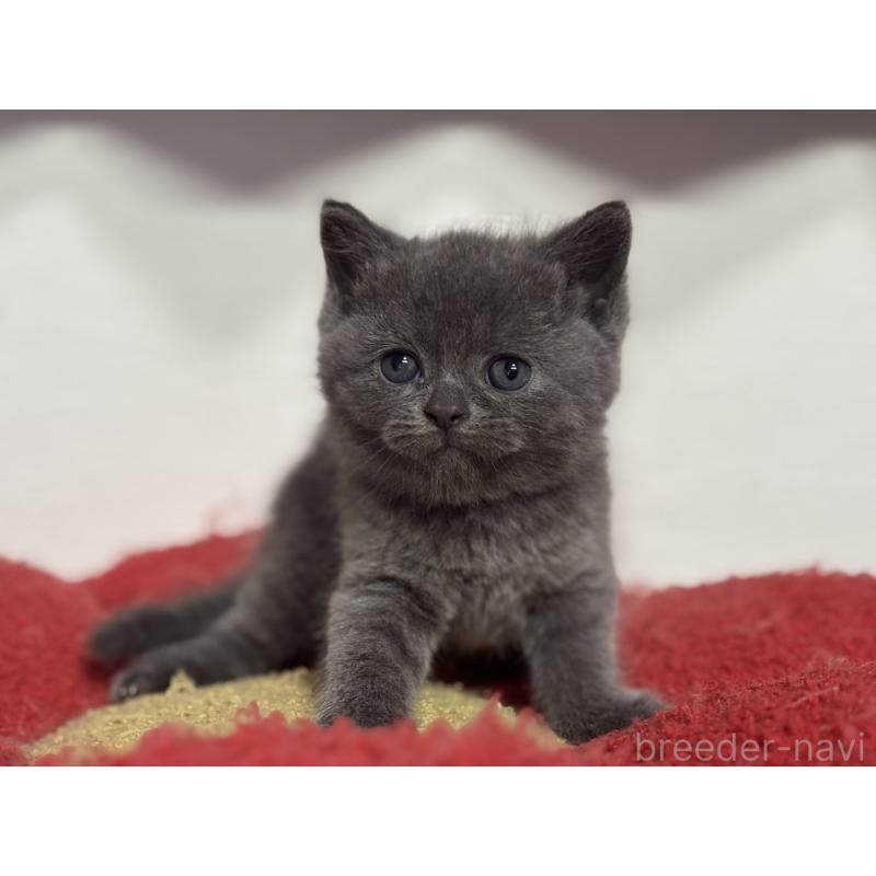 販売中の神奈川県のブリティッシュショートヘア-135295の13枚目