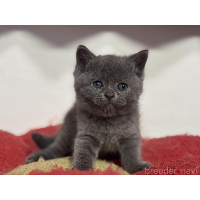 販売中の神奈川県のブリティッシュショートヘア-135295の12枚目