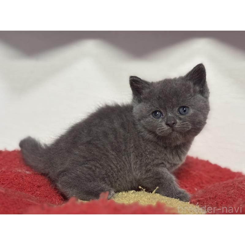 販売中の神奈川県のブリティッシュショートヘア-135295の11枚目