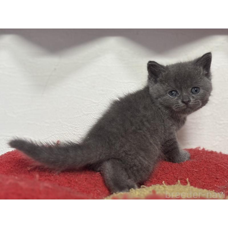 販売中の神奈川県のブリティッシュショートヘア-135295の10枚目