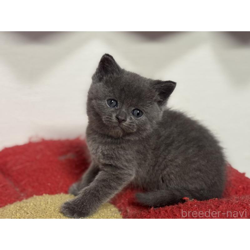 販売中の神奈川県のブリティッシュショートヘア-135295の9枚目