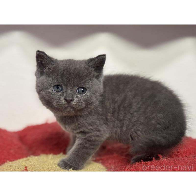 販売中の神奈川県のブリティッシュショートヘア-135295の8枚目