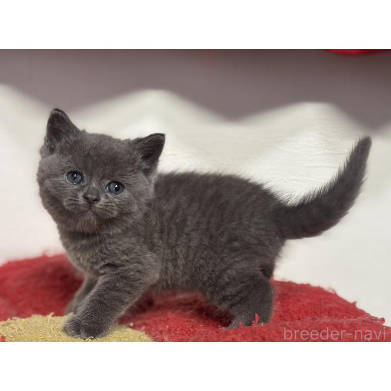 販売中の神奈川県のブリティッシュショートヘア-135295の7枚目