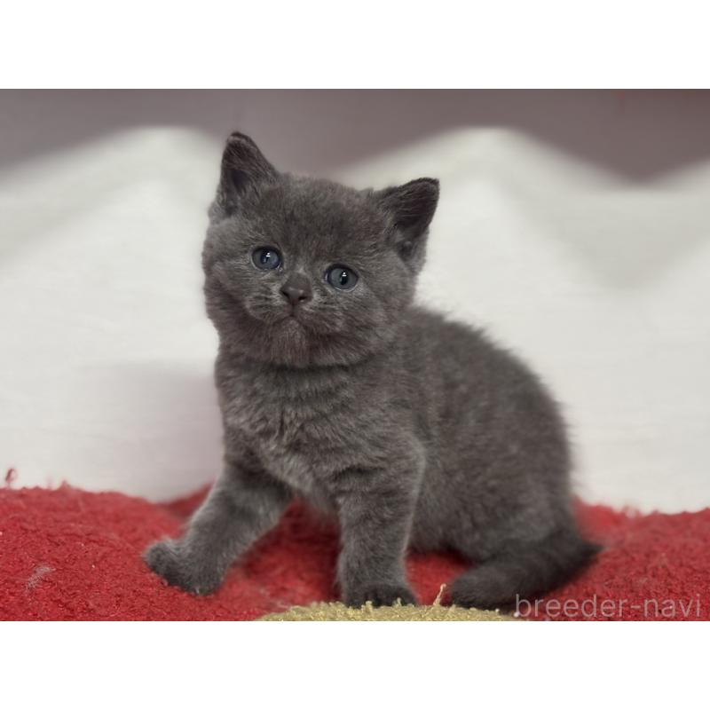 販売中の神奈川県のブリティッシュショートヘア-135295の6枚目