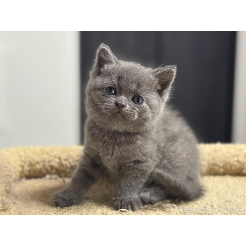 販売中の神奈川県のブリティッシュショートヘア-135295の4枚目