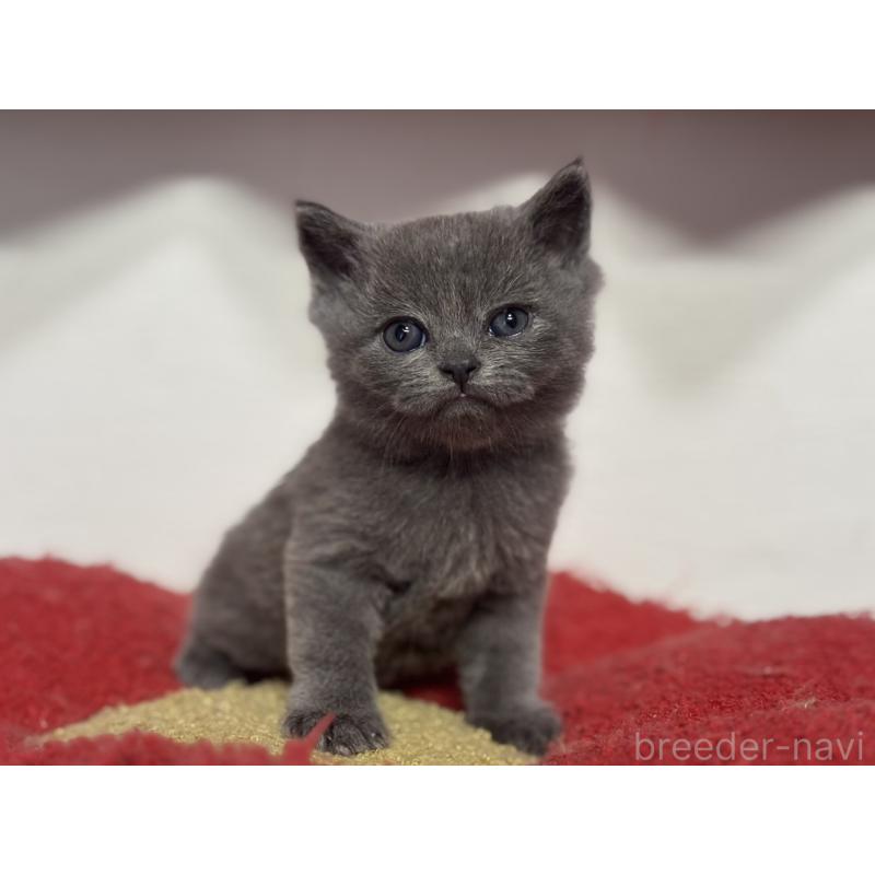 販売中の神奈川県のブリティッシュショートヘア-135296の11枚目