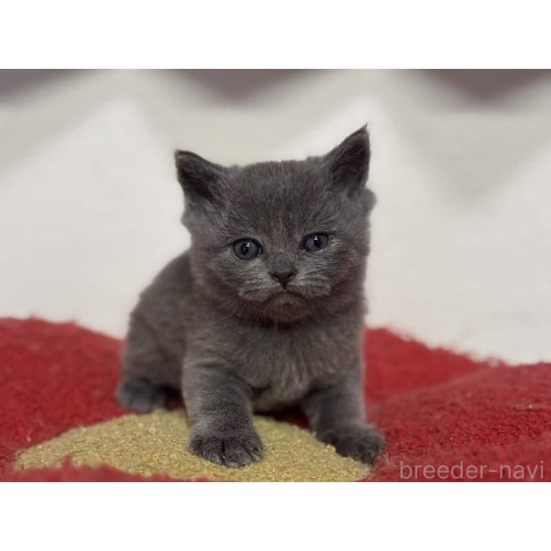 販売中の神奈川県のブリティッシュショートヘア-135296の9枚目